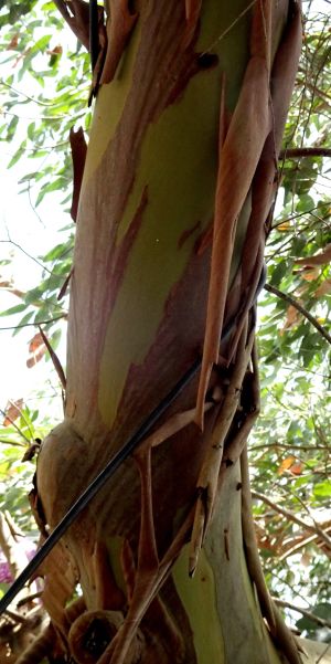 Eucalyptus 2