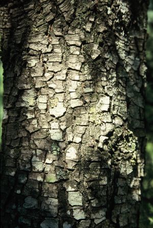 Chêne vert