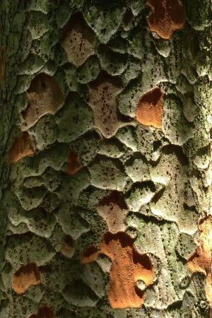 Zelkova sinica 6