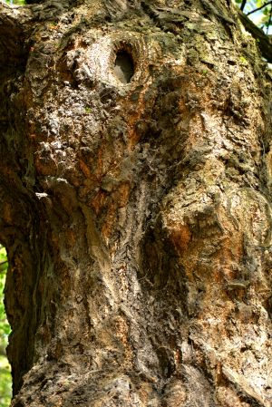 Gingko biloba 2