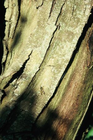 Eucalyptus 5