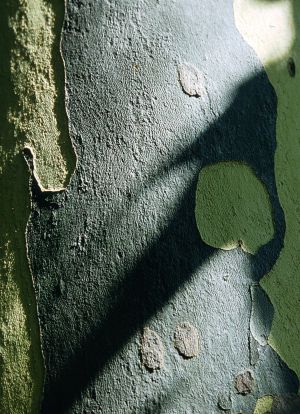 Platane 2