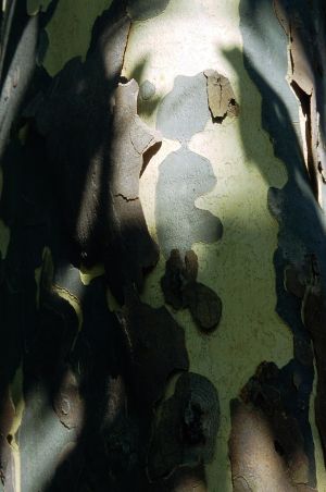 Platane 31