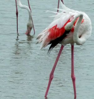 Flamands roses 11