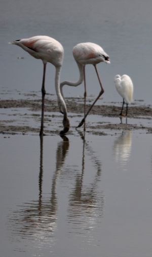 Flamands roses 8
