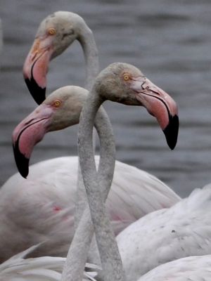 Flamands roses 2