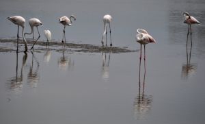 Flamands roses 6