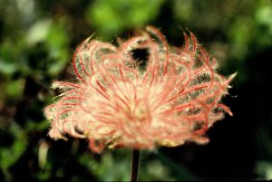 Benoite des montagnes 2