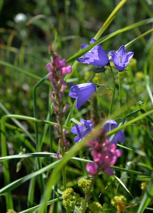 Campanule à feuille pecher