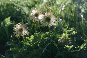 Anémone pulsatille 1