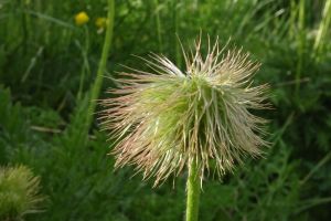 Anémone pulsatille 7