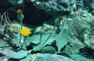 Épervière laineuse 2