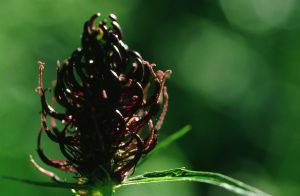 Raiponce de Haller 1