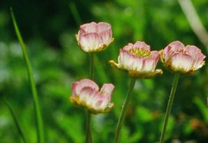 Renoncule des glaciersr 4