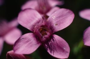 Gentiane champêtre 2