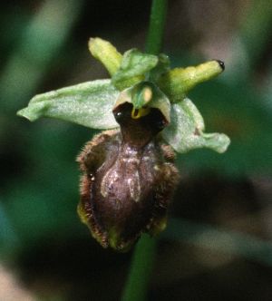 Ophrys araignée 2