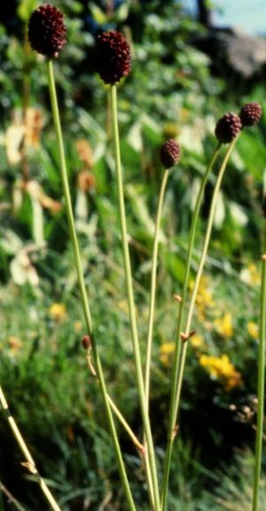 Sanguisorbe officinale ou grande pimprenelle