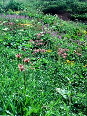 Megaphorbier .doronique. adenostil 1