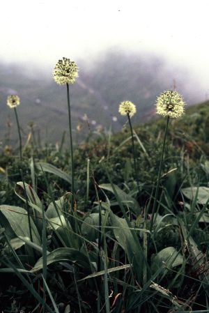 Anémone pulsatille 5