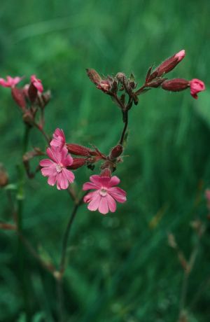 Silène dioïque - compagnon rouge