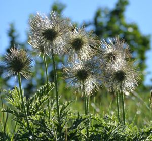 Anémone pulsatille 2