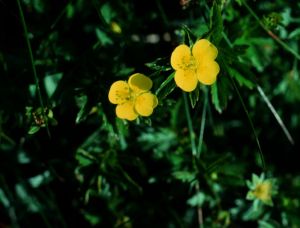 Potentille tormentille