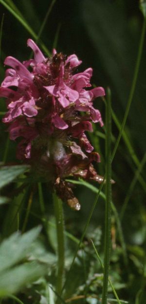 Pédiculaire verticillée rare 2