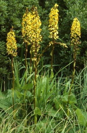 Ligulaire de Sibérie 1