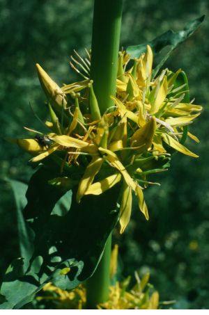 Grande gentiane jaune
