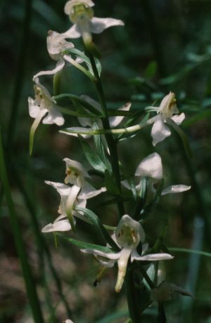 Orchis verdâtre 1