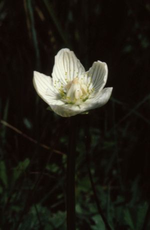 Parnassie des marais