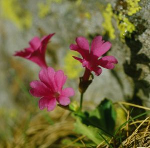 Primevère farineuse
