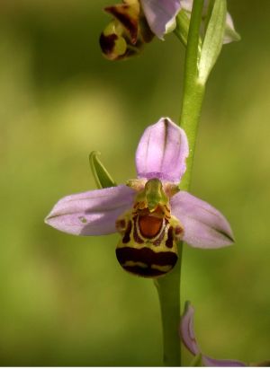 Ophrys abeille