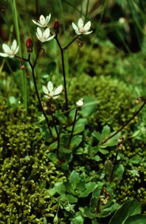 Saxifrage étoilé 1