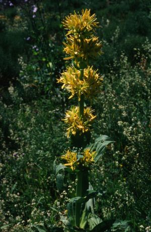 Grande gentiane jaune 1