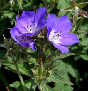 Geranium des pres 3