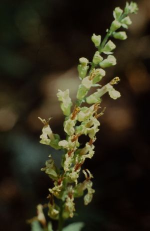 Germandrée scorodoine