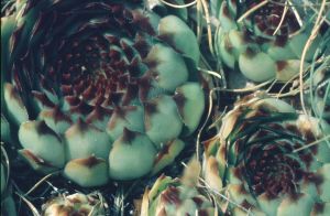 Joubarbe prolifère 2