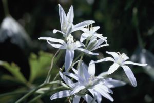 Ornithogale. dame de 11 heure