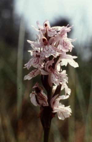 Orchis tacheté 2