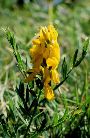 Genêt des teinturiers