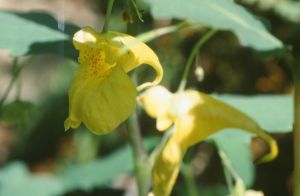 Impatiente ne-me-touchez-pas 2