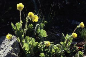 Benoite des montagnes