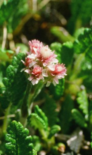 Pied de chat femelle 2