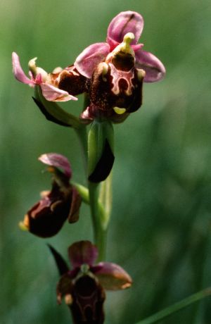 Ophrys bourdon 2