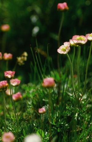 Renoncule des glaciers 2