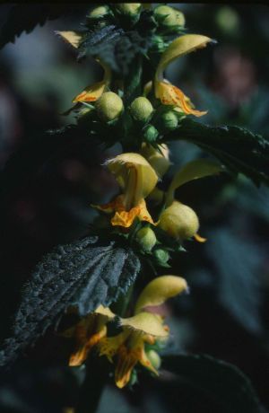 Lamier galeobdolon ortie jaune