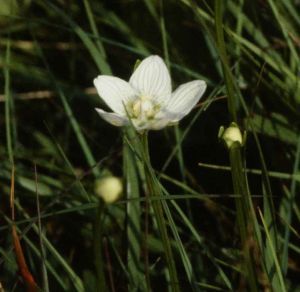 Parnassie des marais 2