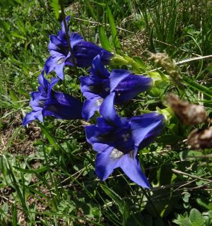 Gentiane pneumonanthe 5