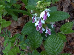 Melitte a feuille de melisse 2